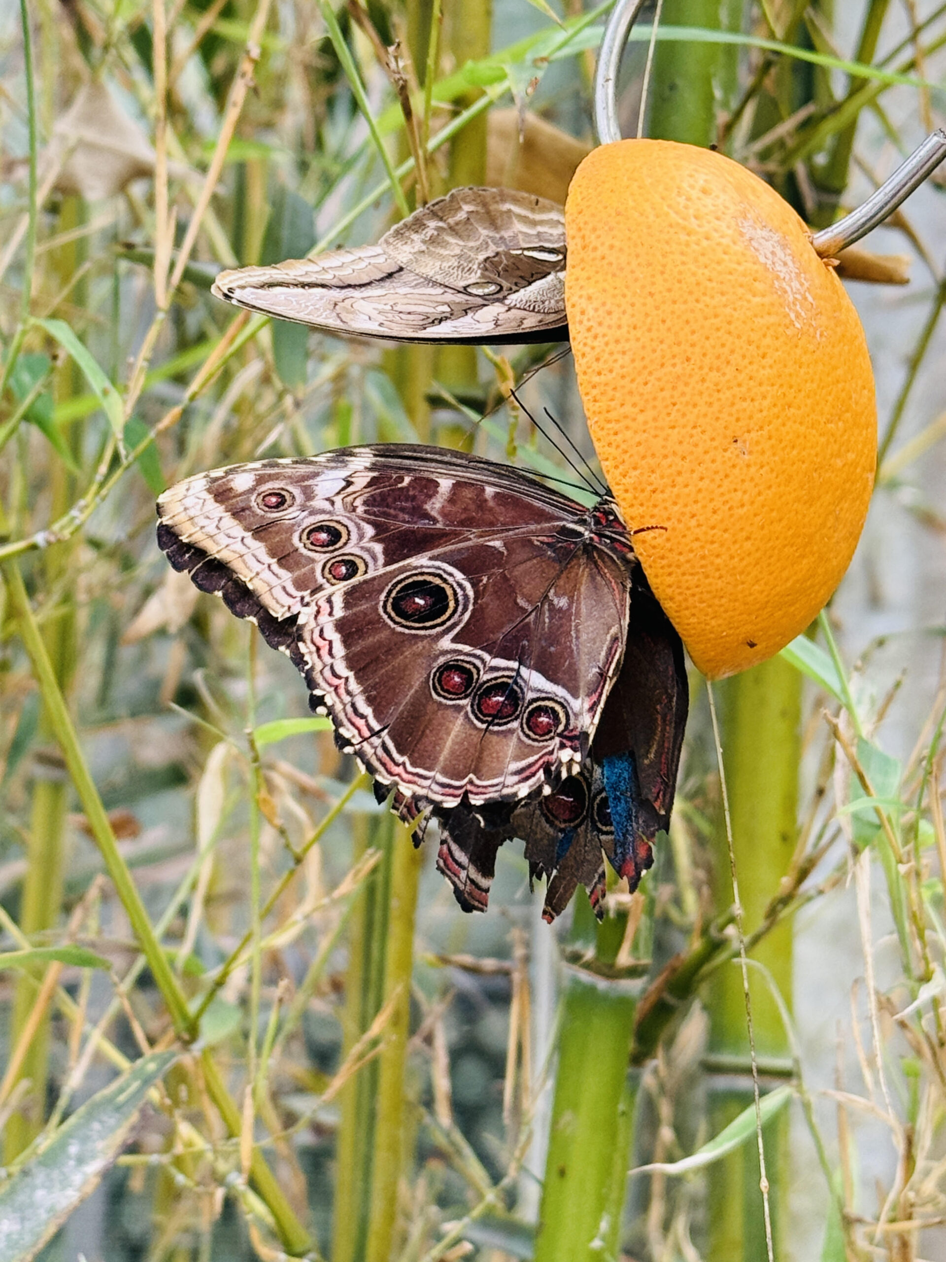 What is the difference between radial and bilateral symmetry?